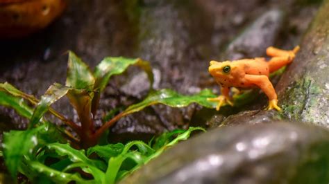 Panamanian Golden Frog Conservation at The Maryland Zoo