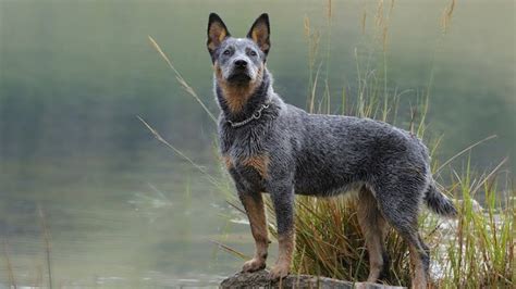 Blue Heeler Dog Breed Information: Everything You Need to Know | All ...