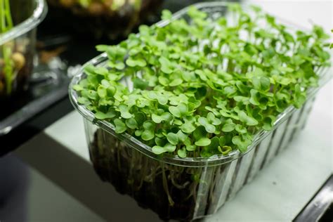 Broccoli Microgreens Nutrition Facts, Health Benefits, And Side Effects - BetterMe