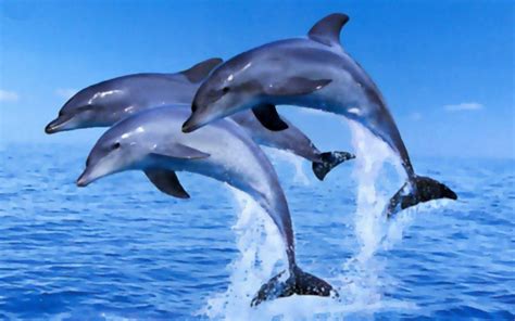 Cute Dolphin Wallpaper ·① WallpaperTag