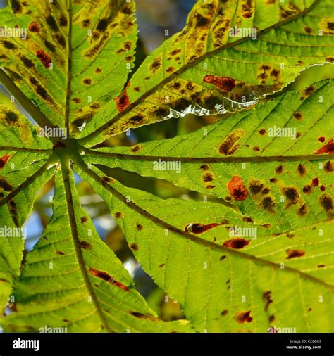 Damaged leaf of the Horse Chestnut Tree caused by the Horse Chestnut leaf miner moth - Cameraria ...