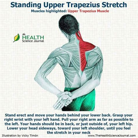 Standing upper trapezius stretch | Trapezius stretch, Muscle health, Health science