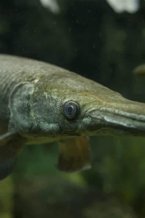 Can You Eat Bowfin and How Does It Taste? - Fishstainable