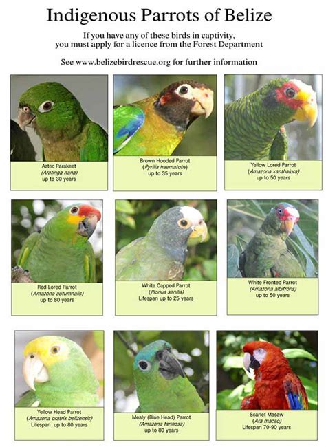 Small Green Parrot Species