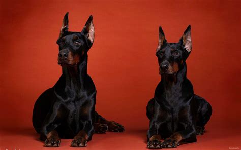 Doberman Wallpaper Hd | PixLith