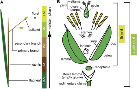 Figure 1 from Flower development in rice. | Semantic Scholar