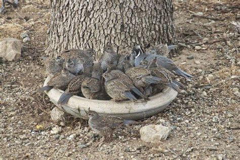 Pen in Hand: A new generation of California quail | Lifestyle ...