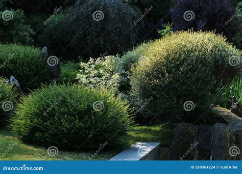 Landscape Design with Bushes in the Park Stock Photo - Image of ...