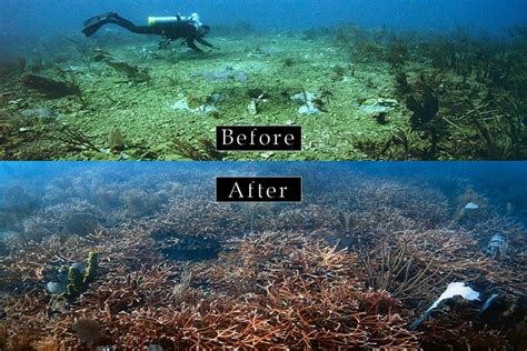 Injured Animals and Habitat | response.restoration.noaa.gov