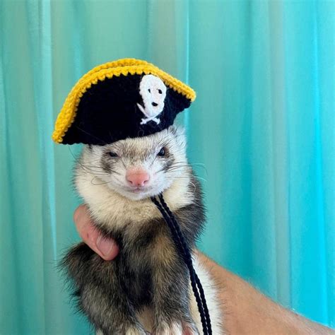 Ferret Pirate Hat, Halloween Knitted Hat for Pets,bandit Ferret ...