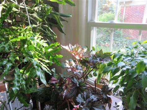 Why Is It Important to Acclimatize a Houseplant? - The Houseplant Guru