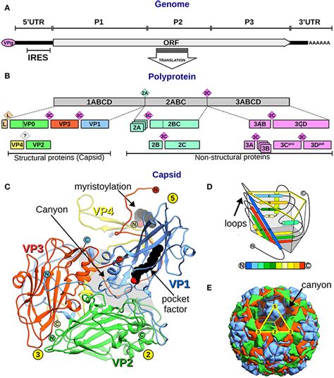 Frontiers | Evolutionary and Structural Overview of Human Picornavirus ...