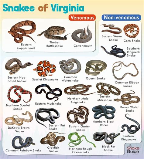 List of Common Venomous and Non-venomous Snakes in Virginia with Pictures