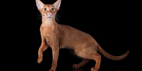 Abyssinian Cat Breed: Size, Appearance & Personality