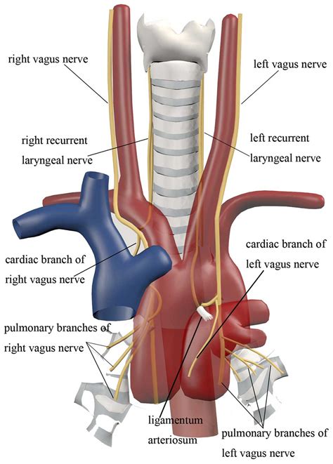 Small-cell lung cancer with recurrent syncope as the initial symptom: A ...