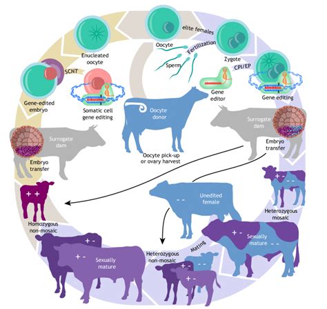 Steps for producing genome-edited livestock through somatic cell... | Download Scientific Diagram