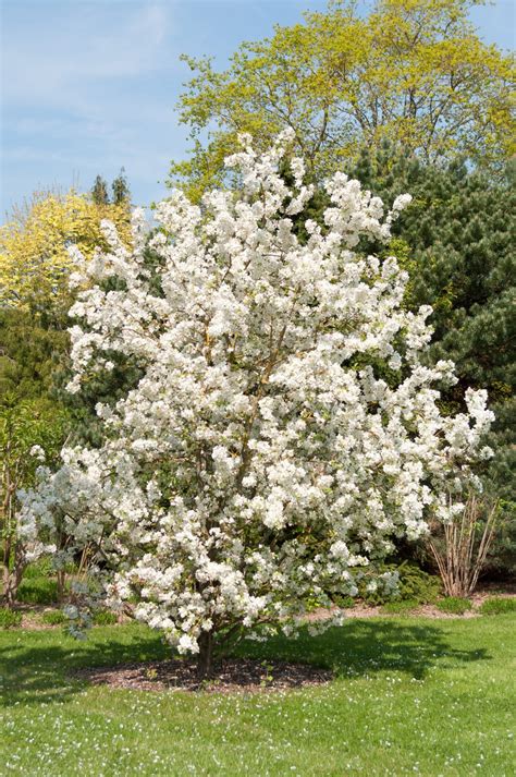 Buy Crabapple Trees