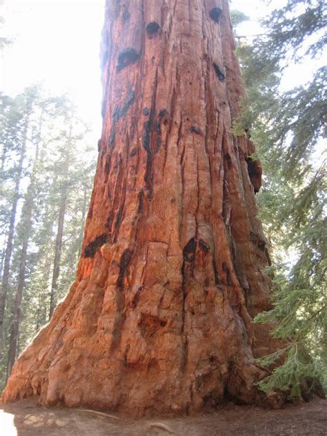 Giant Sequoia Tree Pictures, Information on the Giant Sequoia Tree Species