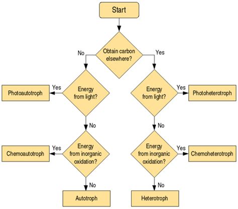 Autotrophic Bacteria: Definition, Types, Examples and Importance