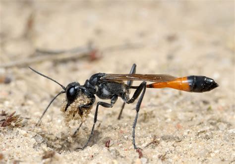 Other Wasp Species - Napa County Mosquito Abatement District