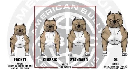 What height are American Bully? - Bullymon | Miniature Pocket and Exotic American Bully Dog Breeder