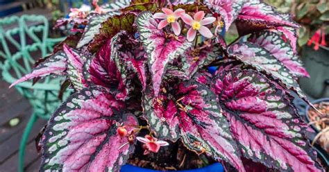 Fancy Leaf Begonia – El REX | 2024