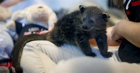 The Name Of The Cincinnati Zoo's Baby Bearcat Is... | WVXU