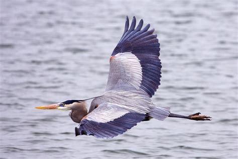 Great Blue Heron