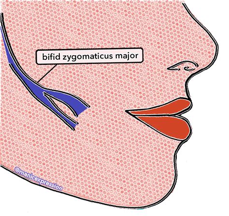 zygomaticus major variations & the dimple – Face the FACS