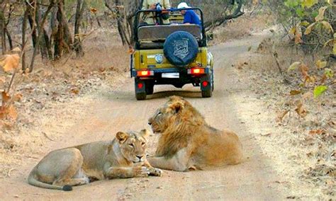 Asiatic Lions Are Living In Girnar Wildlife Sanctuary; Make A Halt Here | by Gir National Park ...