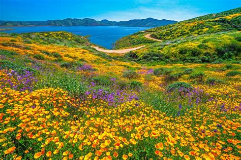 The Most Beautiful Places to See California Wildflowers