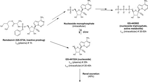 Biotransformation of remdesivir (inactive prodrug) into GS-441524 and ...