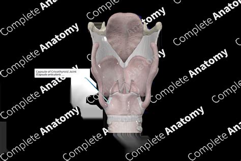 Capsule of Cricothyroid Joint | Complete Anatomy