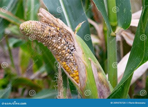 Moldy Corn Cob On The Field, Diseased And Deformed Corn Cob Royalty ...