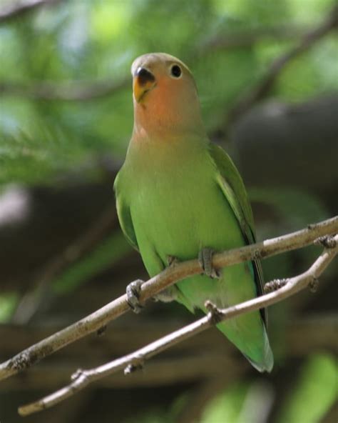 Rosy-faced Lovebird 5254v | Birdspix