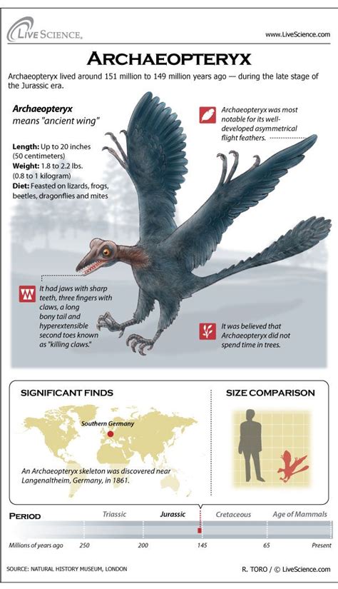 Archaeopteryx: Facts about the Transitional Fossil | Live Science