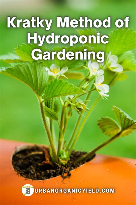 Hydroponic Kratky Method | Hydroponics, Hydroponic gardening, Aquaponic gardening