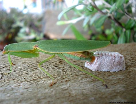 Praying Mantis Laying Eggs | Wallpapers Gallery