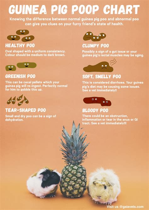 Handy Handout: Guinea Pig Poop Chart | GAIAVETS