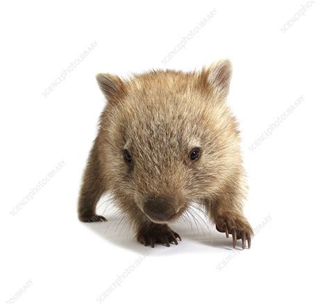 Baby common wombat - Stock Image - C015/6303 - Science Photo Library