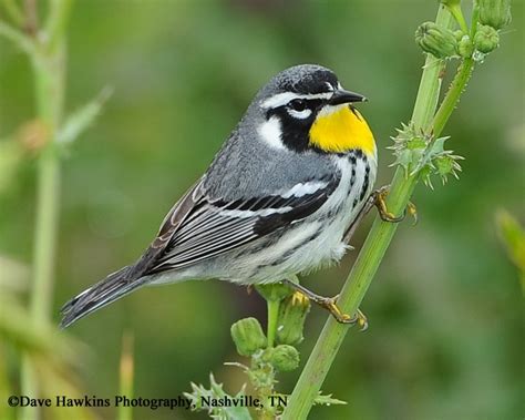 Yellow throated Warbler - Cole's Wild Bird Products