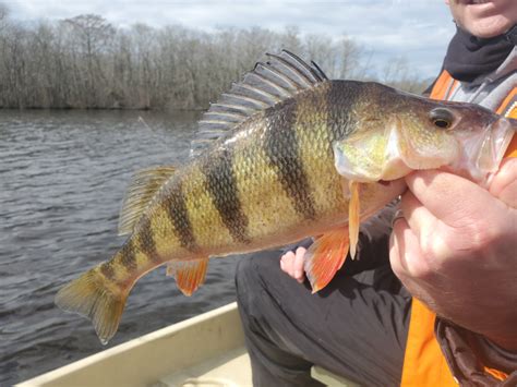 Catching Yellow Perch on Lures | FishTalk Magazine