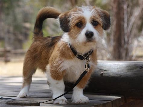 The Top 20 Mixed Dog Breeds in the World | Terrier mix dogs, Mixed ...