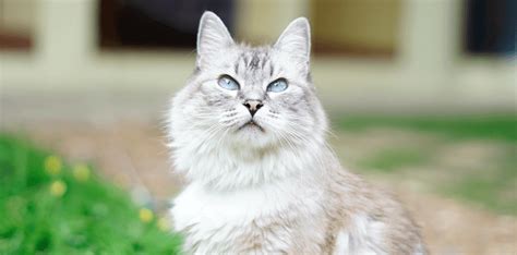 Wellness Care for Cats Near Me - Welcome Waggin' Animal Hospital