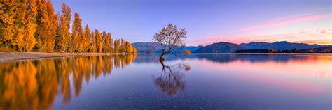 Lake Wanaka Tree Sunrise Autumn Photos - Mark Gray Fine Art Landscape Photography