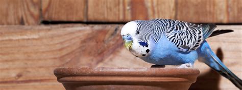 Caring for Pet Birds: A Few Helpful Tips - Hartz