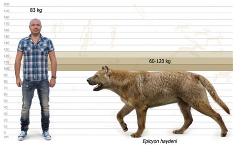 internal consistency - Ecological niche of a horse sized wolf - Worldbuilding Stack Exchange