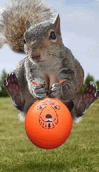 Squirrel Bouncing Ball Squirrels Funny Lol Laughs Laughing Icon Icons Emoticon Emoticons ...