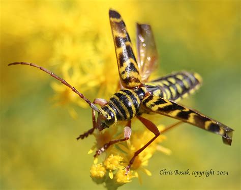 Locust borer, another meadow close-up | Birds of New England.com