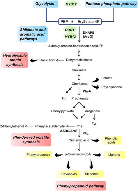 Frontiers | From Central to Specialized Metabolism: An Overview of Some ...